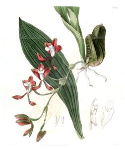 Batemannia colleyi - Jams  Watts
